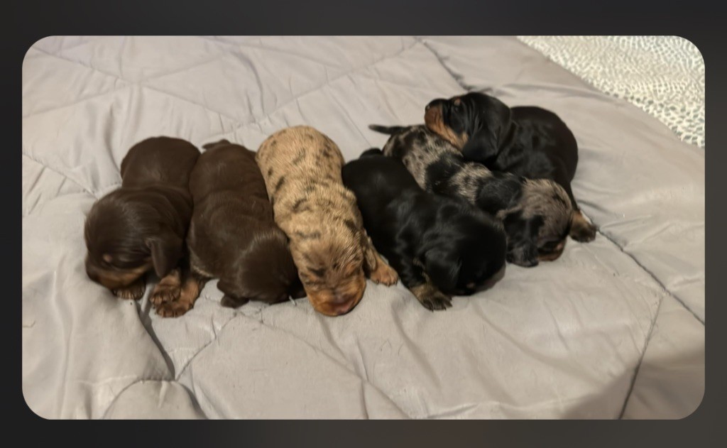 chiot Teckel poil dur de la croix du domaine du thuis