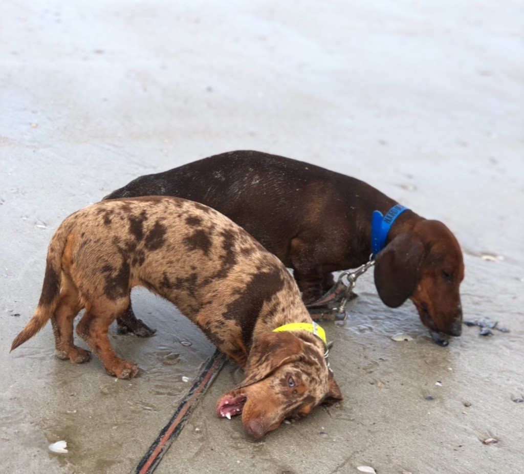 Mes chiens 