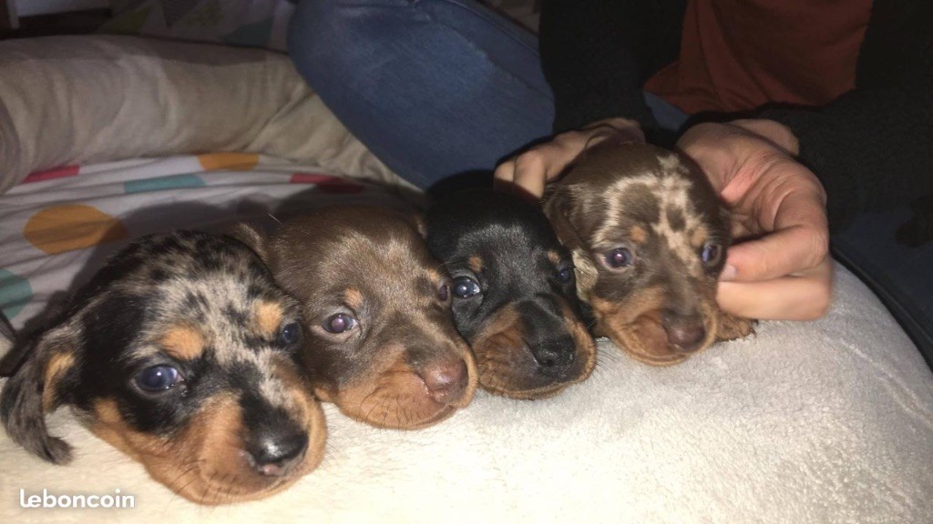 Chiots en nurserie