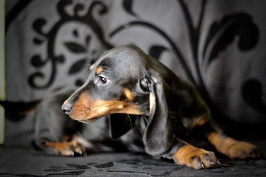 Chiots de la maison