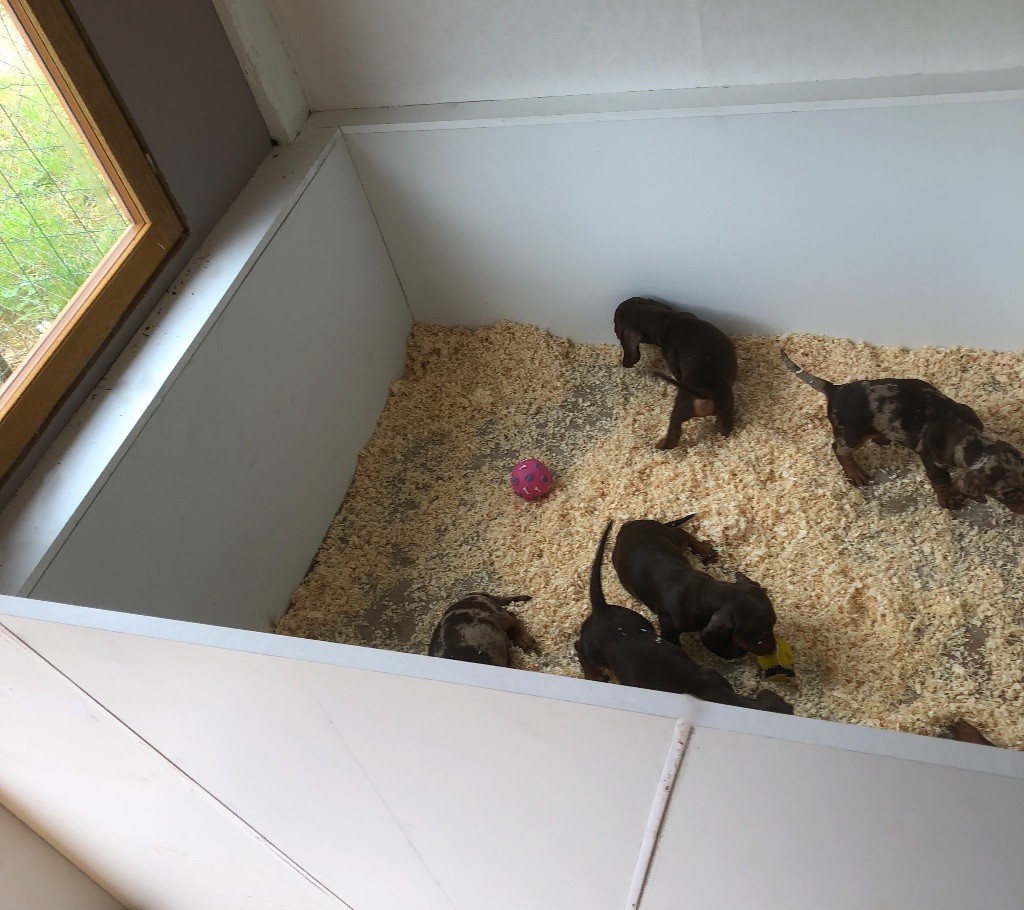 Chiots en maternité