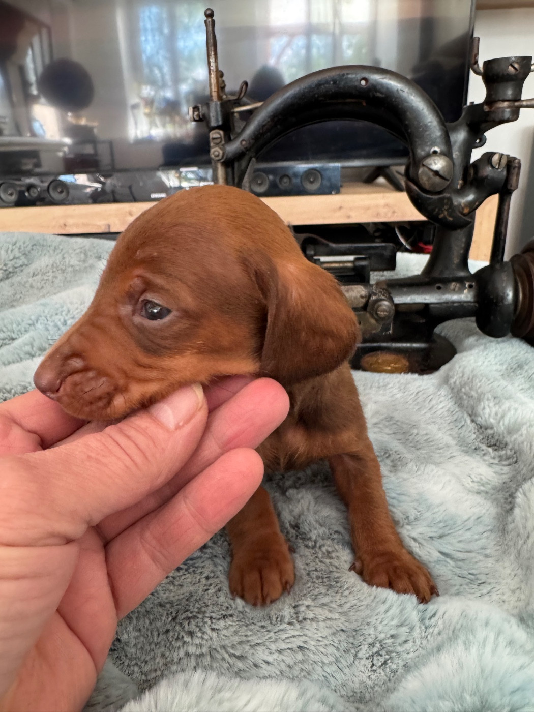 de la croix du domaine du thuis - Chiots disponibles - Teckel