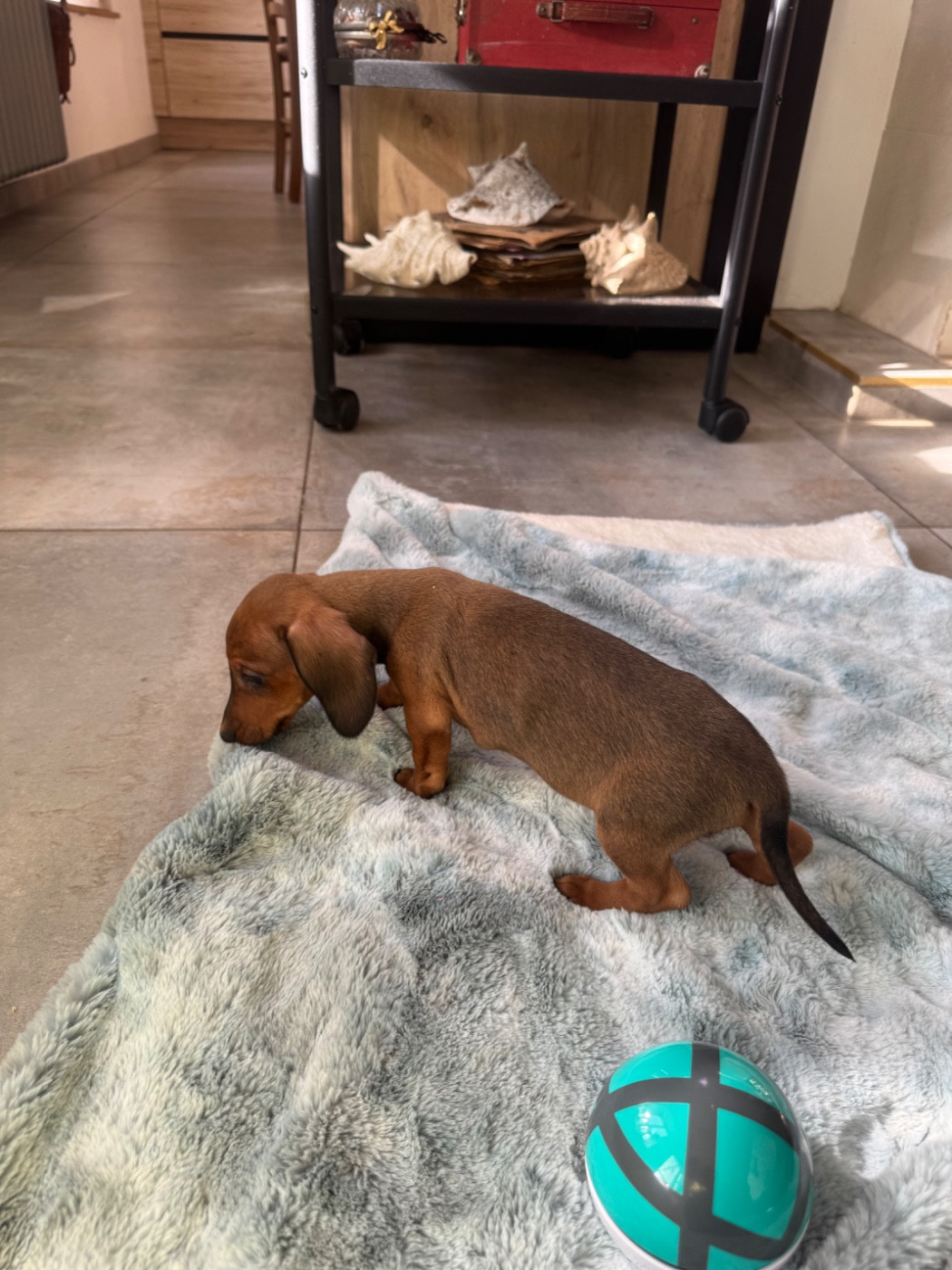 de la croix du domaine du thuis - Chiots disponibles - Teckel