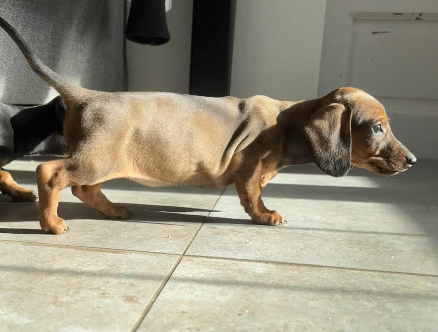 de la croix du domaine du thuis - Chiots disponibles - Teckel