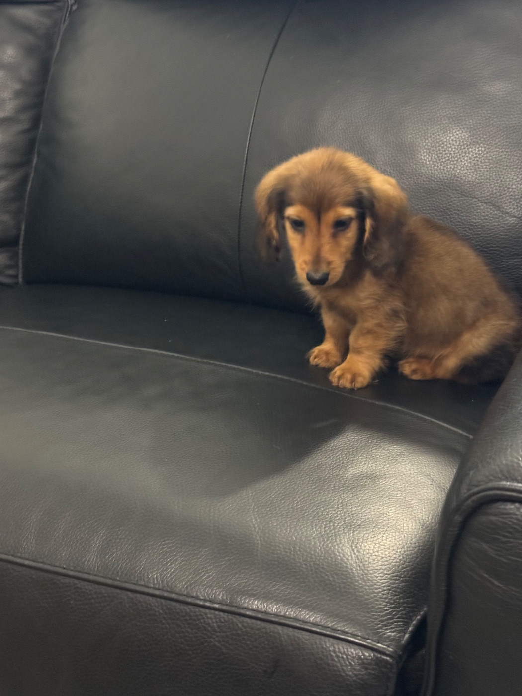 de la croix du domaine du thuis - Chiots disponibles - Teckel