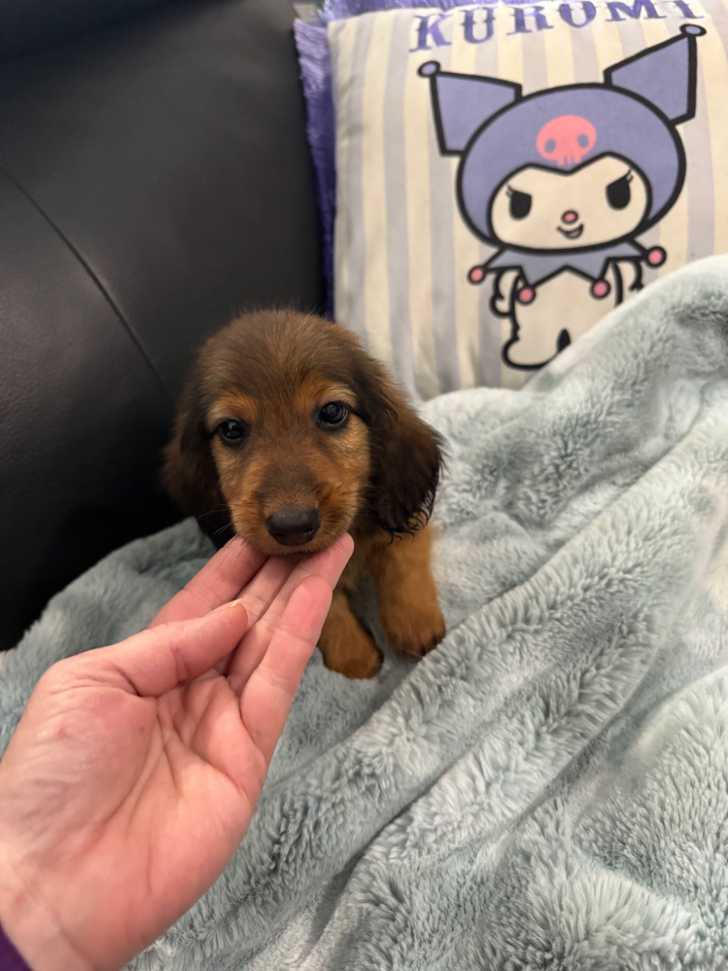 de la croix du domaine du thuis - Chiots disponibles - Teckel