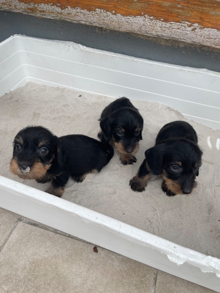 de la croix du domaine du thuis - Chiots disponibles - Teckel poil dur