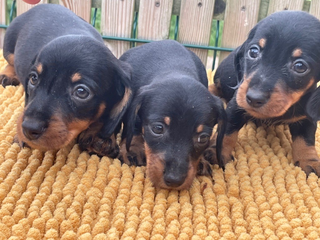 de la croix du domaine du thuis - Chiots disponibles - Teckel poil dur