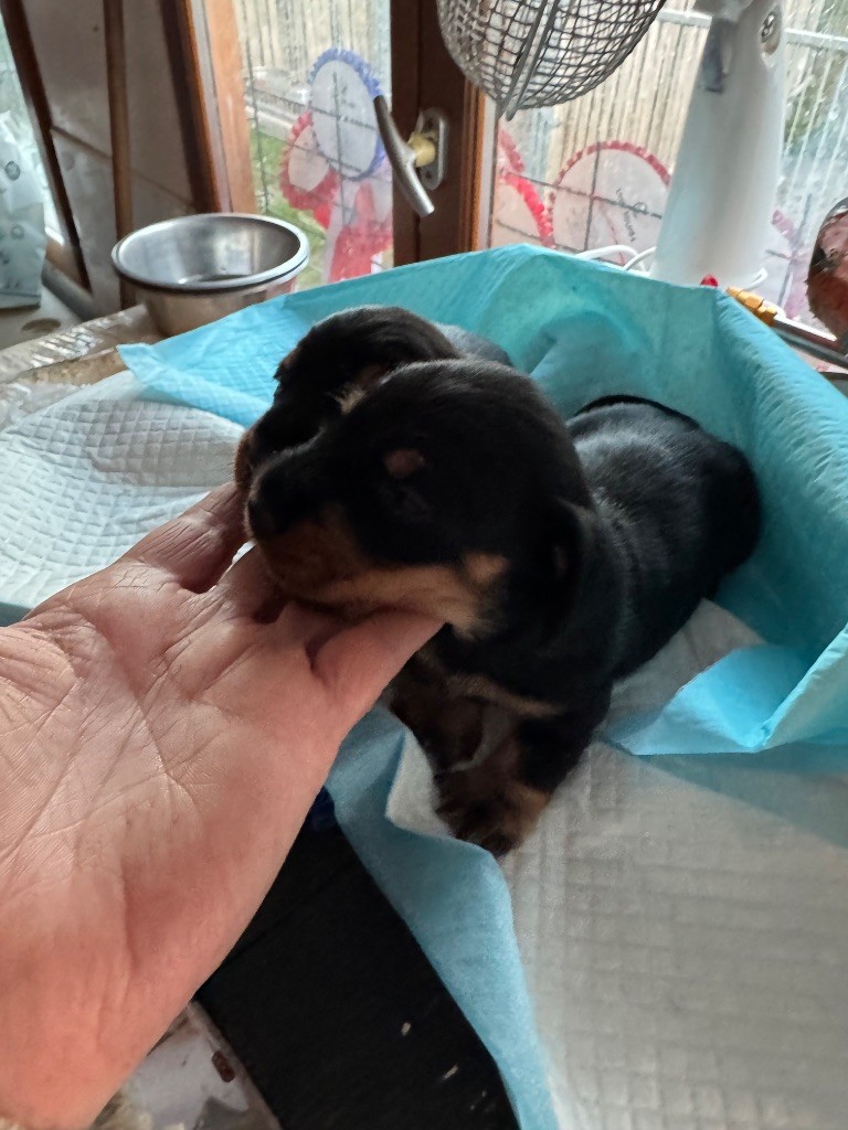 de la croix du domaine du thuis - Teckel poil dur - Portée née le 22/09/2025