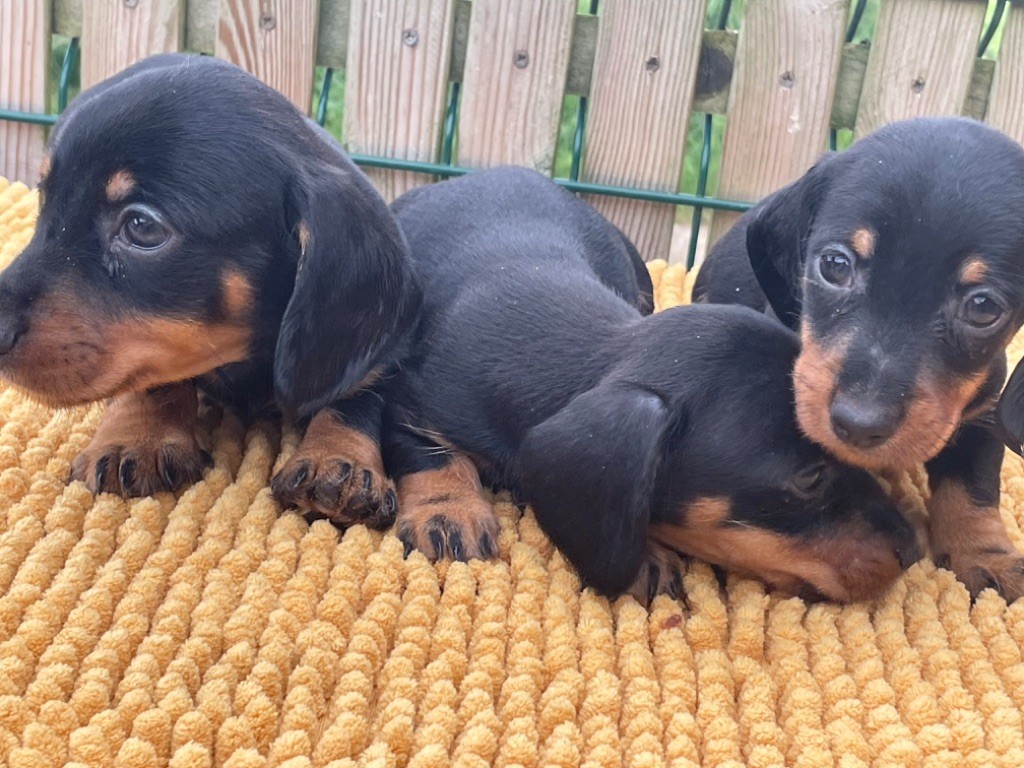 de la croix du domaine du thuis - Chiots disponibles - Teckel poil dur