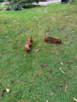 CHIOT 7