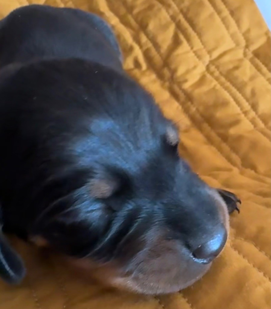 de la croix du domaine du thuis - Chiots disponibles - Teckel