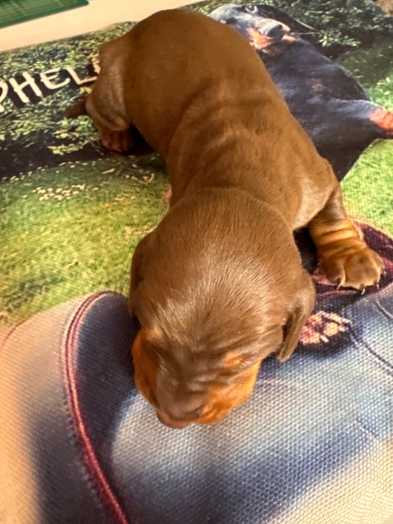 de la croix du domaine du thuis - Teckel - Portée née le 22/02/2024