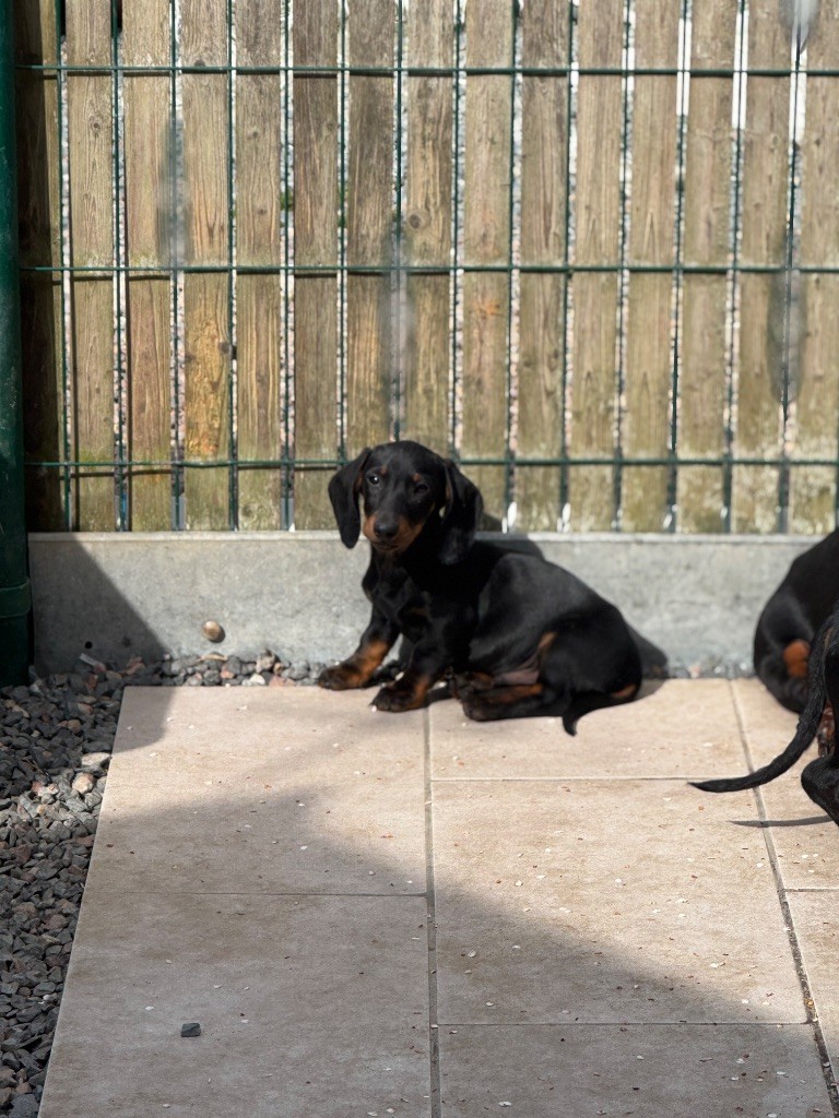de la croix du domaine du thuis - Chiots disponibles - Teckel