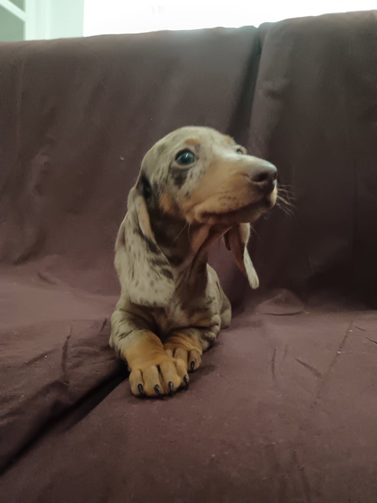 de la croix du domaine du thuis - Chiots disponibles - Teckel