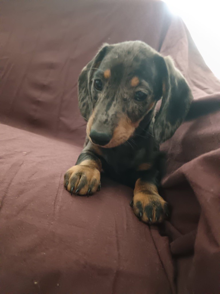 de la croix du domaine du thuis - Chiots disponibles - Teckel